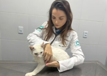 Esporotricose: o gato não é o culpado!
