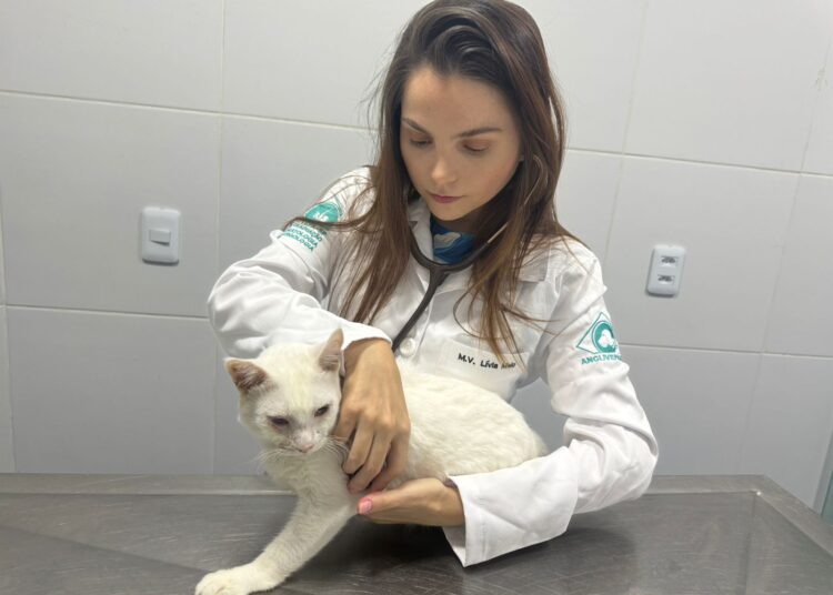 Esporotricose: o gato não é o culpado!