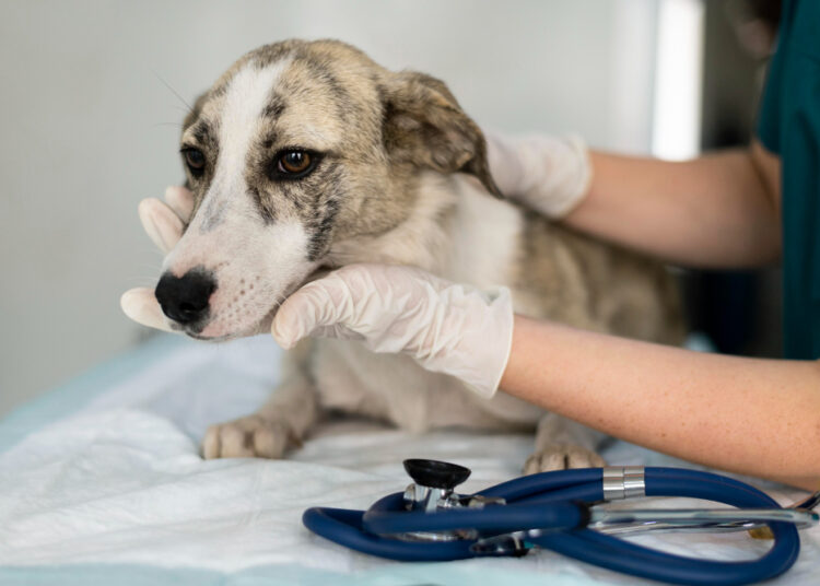 Prefeitura disponibiliza exames gratuitos para os pets dos protetores e tutores do município