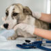 Prefeitura disponibiliza exames gratuitos para os pets dos protetores e tutores do município