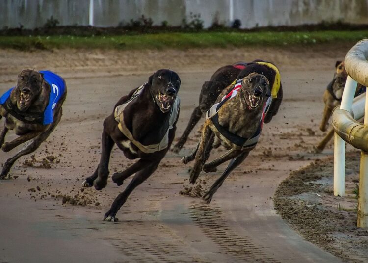 O Fascinante Mundo das Corridas de Galgos: Uma Jornada de Velocidade, Habilidade e Tradição