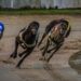 O Fascinante Mundo das Corridas de Galgos: Uma Jornada de Velocidade, Habilidade e Tradição