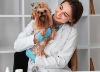 Consultas veterinárias: dicas para acalmar seu pet para ir ao vet