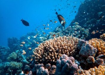 Dia do Oceano: iniciativa de Australian Gold ajuda a reciclar resíduos plásticos retirados da região litorânea