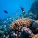 Dia do Oceano: iniciativa de Australian Gold ajuda a reciclar resíduos plásticos retirados da região litorânea