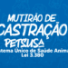 Prefeitura realiza Programa de Castração para Cães e Gatos na Pajuçara