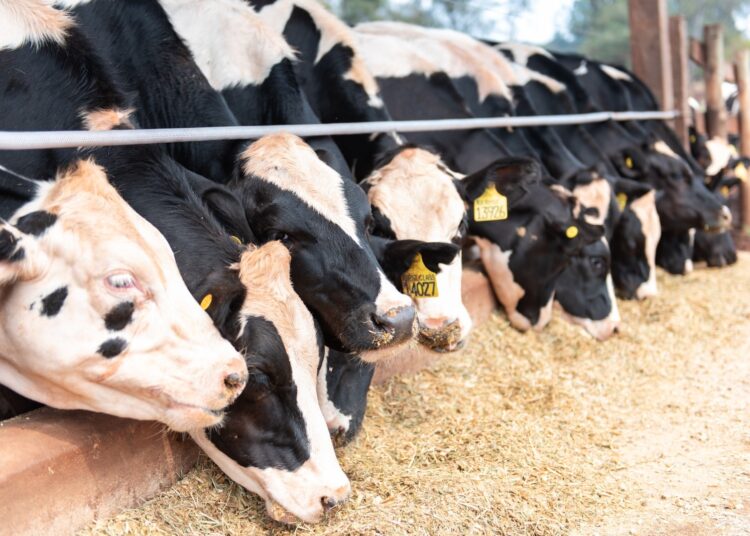 Período de transição das vacas leiteiras impõe desafios nutricionais aos pecuaristas