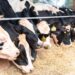 Período de transição das vacas leiteiras impõe desafios nutricionais aos pecuaristas