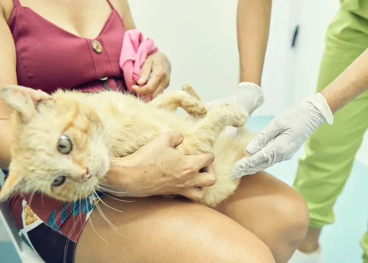Maracanaú amplia Atendimento Veterinário