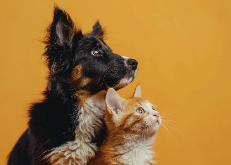 Mercado pet em alta: tecnologia auxilia na gestão de clínicas e hospitais veterinários