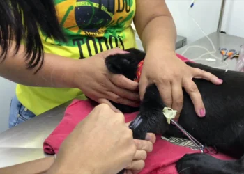 VetMóvel continua com atendimento veterinário gratuito no bairro Jereissati I