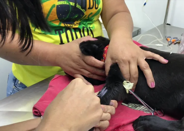 VetMóvel continua com atendimento veterinário gratuito no bairro Jereissati I