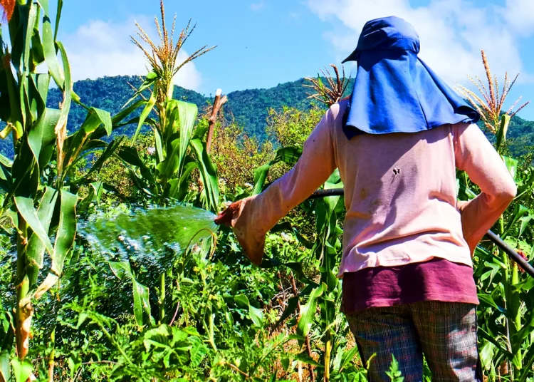 Programa Garantia Safra beneficia 58 agricultores familiares em Maracanaú
