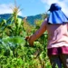 Programa Garantia Safra beneficia 58 agricultores familiares em Maracanaú