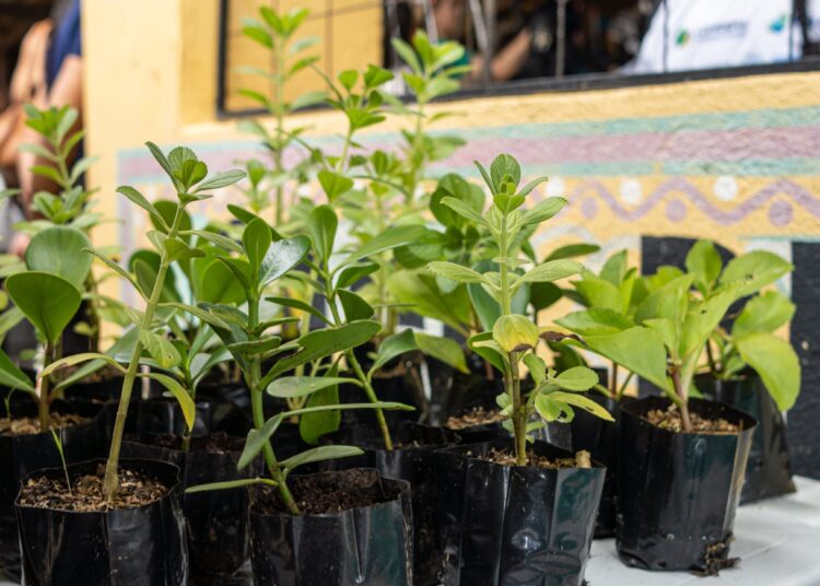 Semam incentiva arborização urbana e conscientiza a população com o Programa Disque-Verde