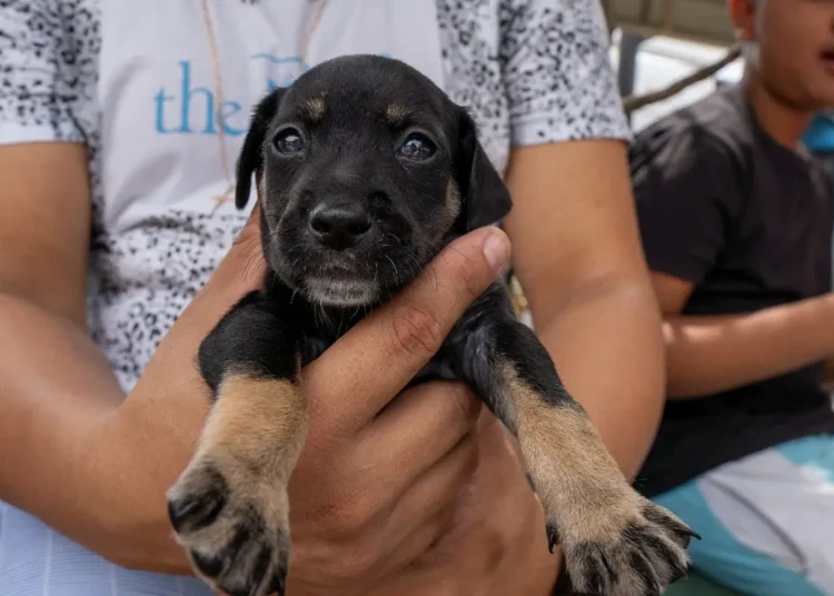 VetMóvel oferece atendimento veterinário gratuito no bairro Novo Oriente