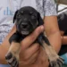 VetMóvel oferece atendimento veterinário gratuito no bairro Novo Oriente