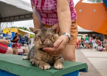 Prefeitura realiza nova edição do Mutirão de Castração para Cães e Gatos