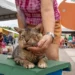 Prefeitura realiza nova edição do Mutirão de Castração para Cães e Gatos