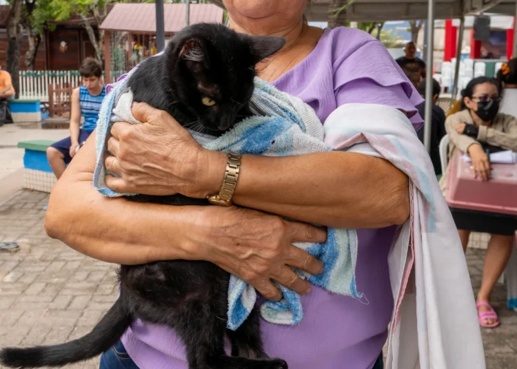 No momento, você está visualizando Prefeitura realiza mais uma edição do Mutirão de Castração para Cães e Gatos