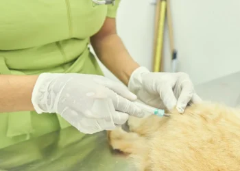 Prefeitura promove Dia D de Combate às Zoonoses no North Shopping Maracanaú