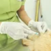 Prefeitura promove Dia D de Combate às Zoonoses no North Shopping Maracanaú