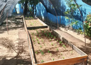 Prefeitura promove educação ambiental com projeto de plantio de pau-Brasil nas escolas municipais
