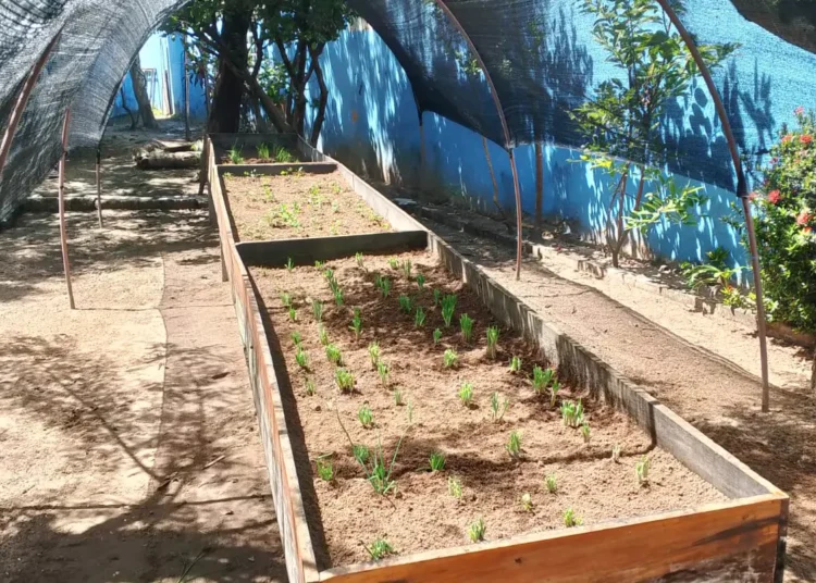Prefeitura promove educação ambiental com projeto de plantio de pau-Brasil nas escolas municipais