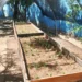 Prefeitura promove educação ambiental com projeto de plantio de pau-Brasil nas escolas municipais