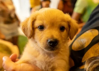 No momento, você está visualizando Prefeitura promove mais uma edição do “PetDay”, evento de adoção responsável de animais