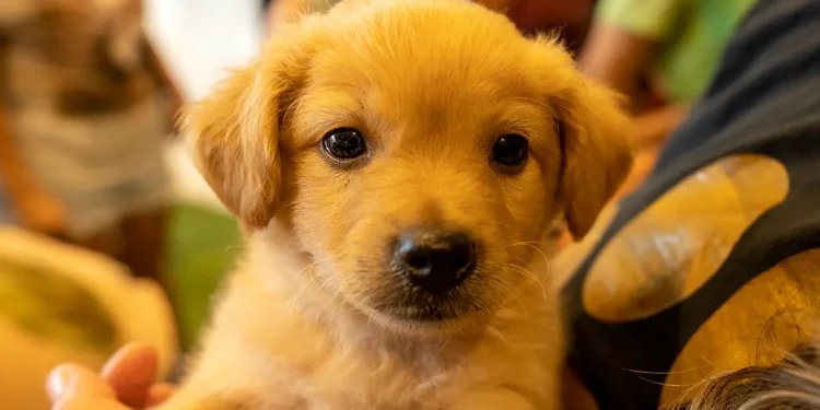 No momento, você está visualizando Prefeitura promove mais uma edição do “PetDay”, evento de adoção responsável de animais