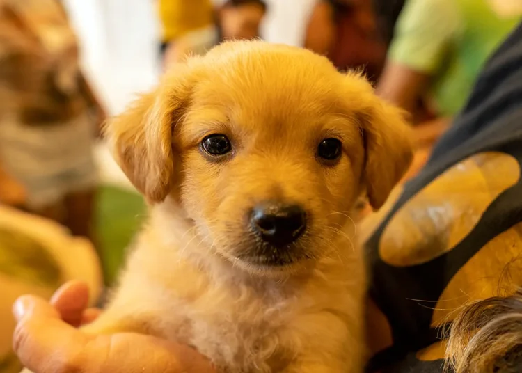 No momento, você está visualizando Prefeitura promove mais uma edição do “PetDay”, evento de adoção responsável de animais