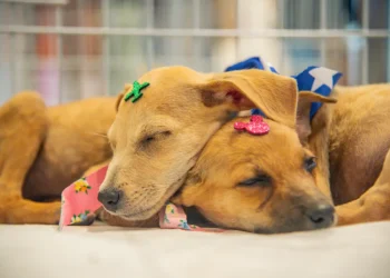 No momento, você está visualizando Prefeitura promove nova edição do “Pet Day” com foco na adoção responsável de animais
