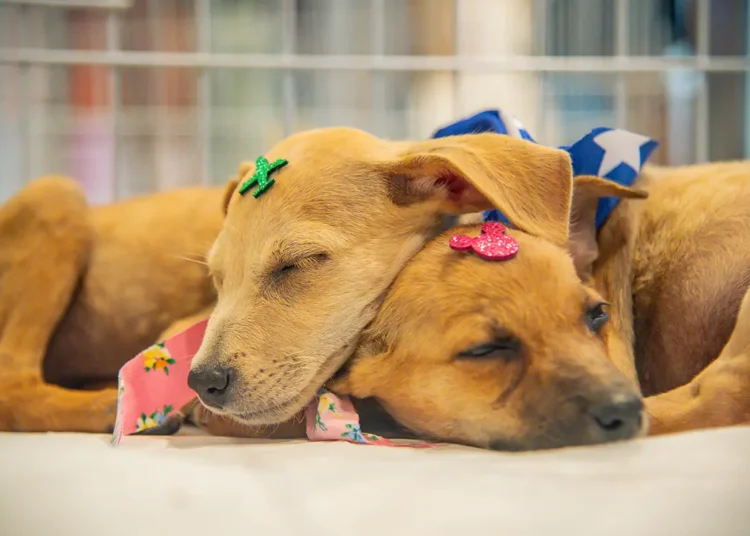 No momento, você está visualizando Prefeitura promove nova edição do “Pet Day” com foco na adoção responsável de animais