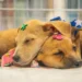 No momento, você está visualizando Prefeitura promove nova edição do “Pet Day” com foco na adoção responsável de animais