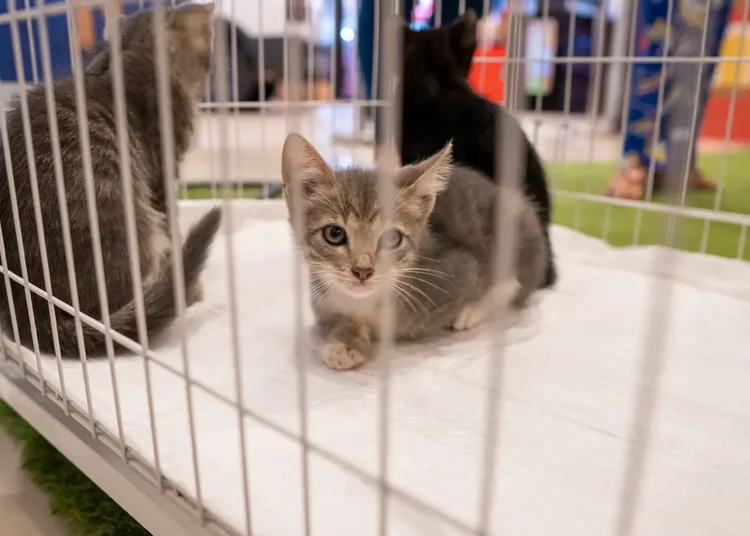 No momento, você está visualizando Prefeitura promove mais uma edição do “PetDay”, evento de adoção para cães e gatos