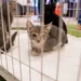 No momento, você está visualizando Prefeitura promove mais uma edição do “PetDay”, evento de adoção para cães e gatos
