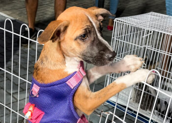 No momento, você está visualizando Prefeitura realiza mais uma edição do “PetDay” com foco na adoção responsável de cães e gatos