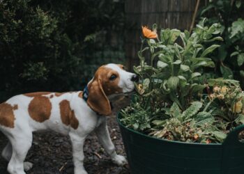 10 plantas comuns que são um risco para pets; veterinária explica