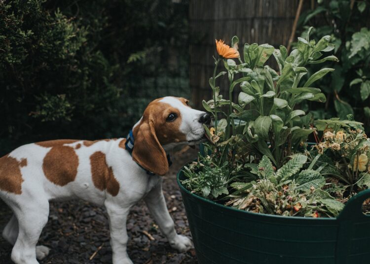 10 plantas comuns que são um risco para pets; veterinária explica