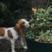 10 plantas comuns que são um risco para pets; veterinária explica