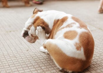 5 insetos comuns que transmitem doenças graves e até fatais aos pets