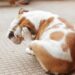 5 insetos comuns que transmitem doenças graves e até fatais aos pets