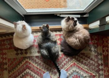 5 raças de gatos que mais dominam o lar e o coração dos brasileiros