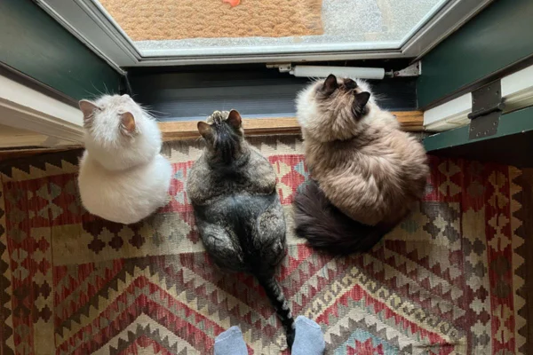 5 raças de gatos que mais dominam o lar e o coração dos brasileiros