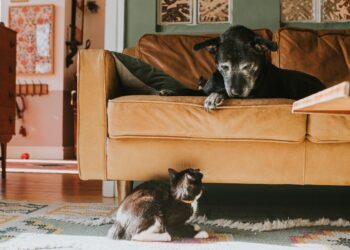 Animais também ficam mais mal-humorados com a idade, revela estudo