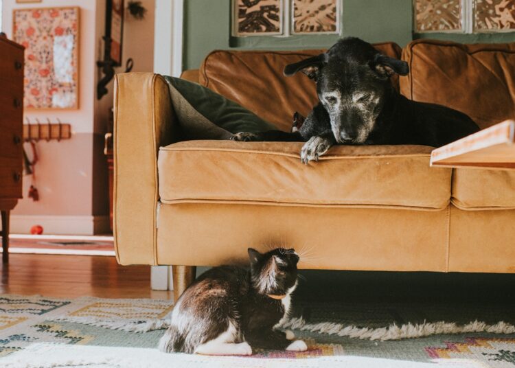 Animais também ficam mais mal-humorados com a idade, revela estudo
