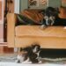Animais também ficam mais mal-humorados com a idade, revela estudo