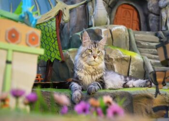 Antes de cidade em miniatura, tutor também construiu ilha para gatos