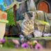 Antes de cidade em miniatura, tutor também construiu ilha para gatos